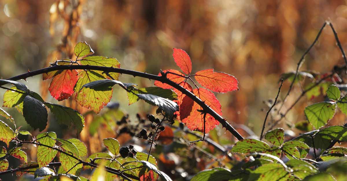 how to get rid of brambles