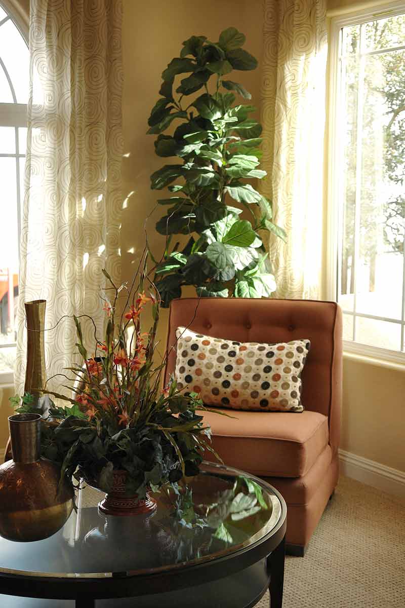 Bringing your houseplants indoors in the fall decorates your home for the cold months ahead.