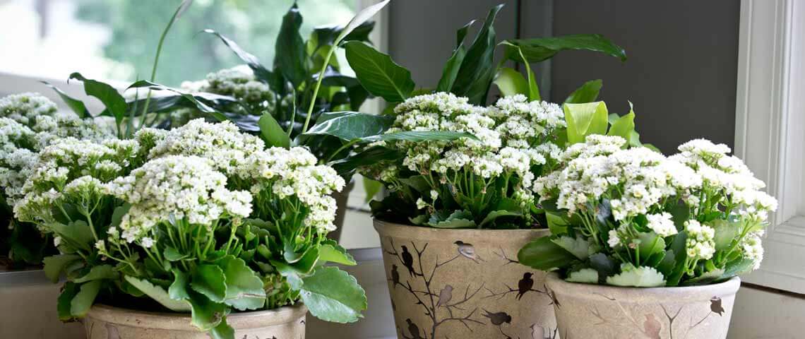 Protect Your Houseplants and Bring them Back Indoors for Winter