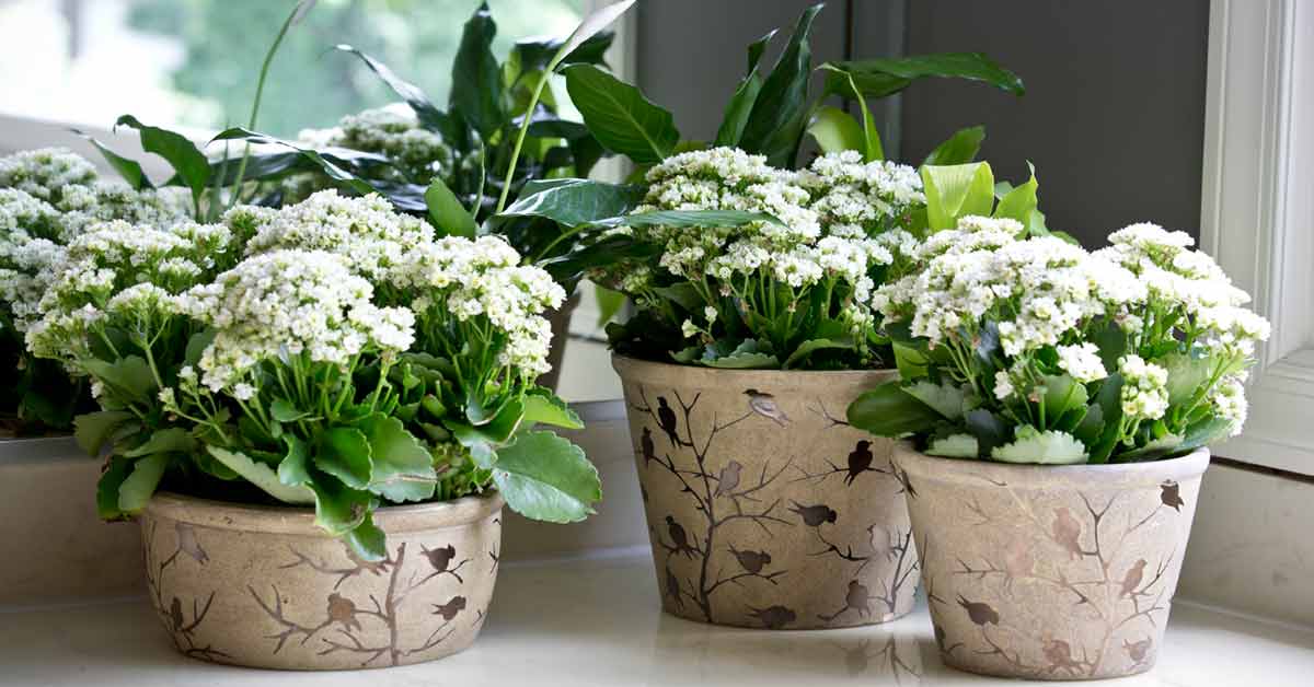 Protect Your Houseplants and Bring them Back Indoors for Winter