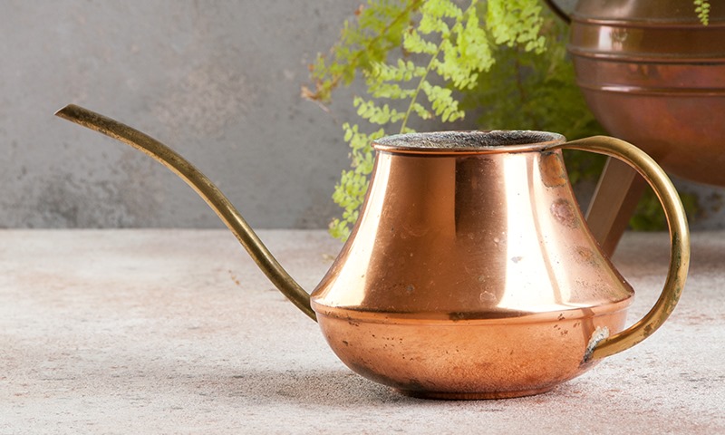 how to care for tender garden plants inside