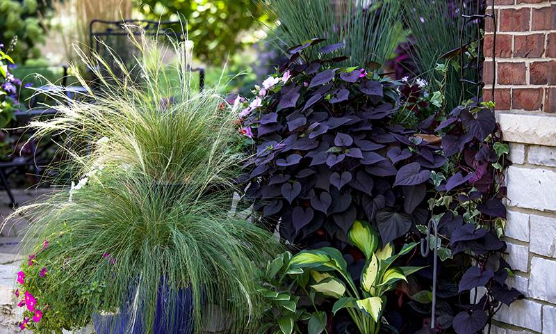 how to move garden plants inside for winter