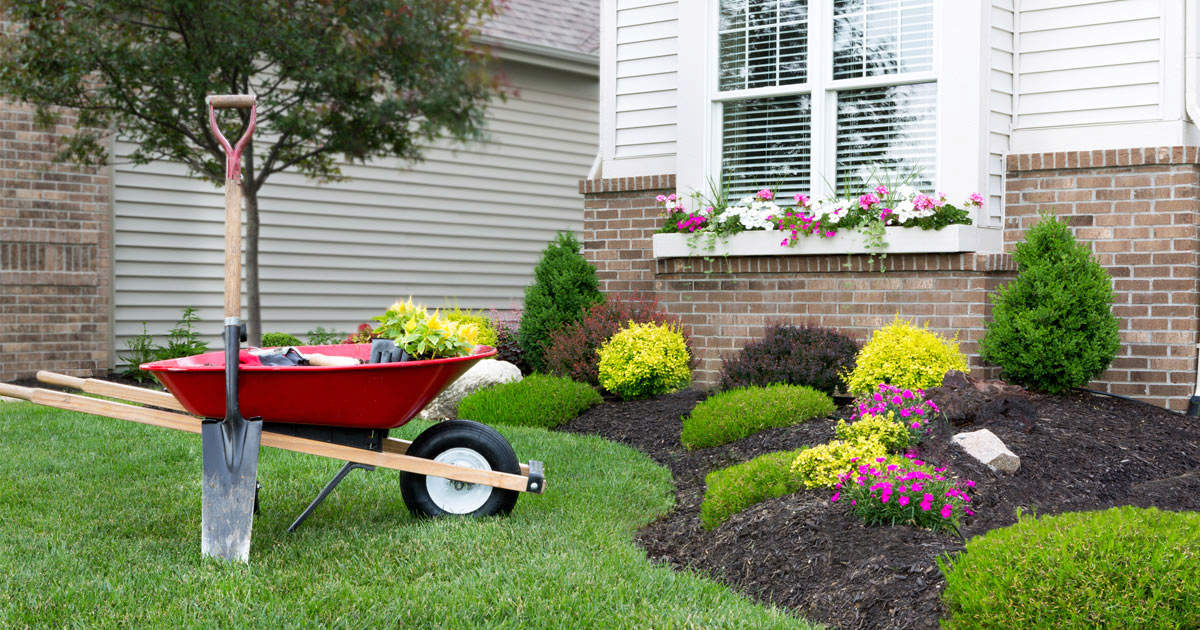 Lawn plants landscaping deals