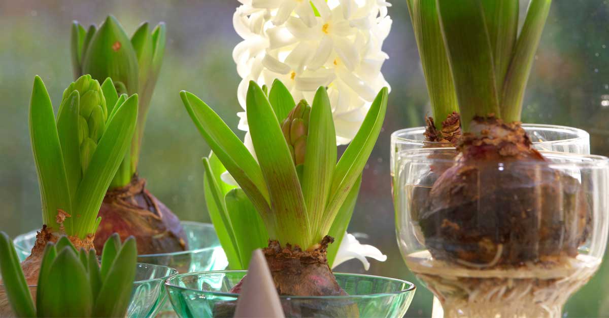 How to Care for Paperwhites Planted in Soil or Water