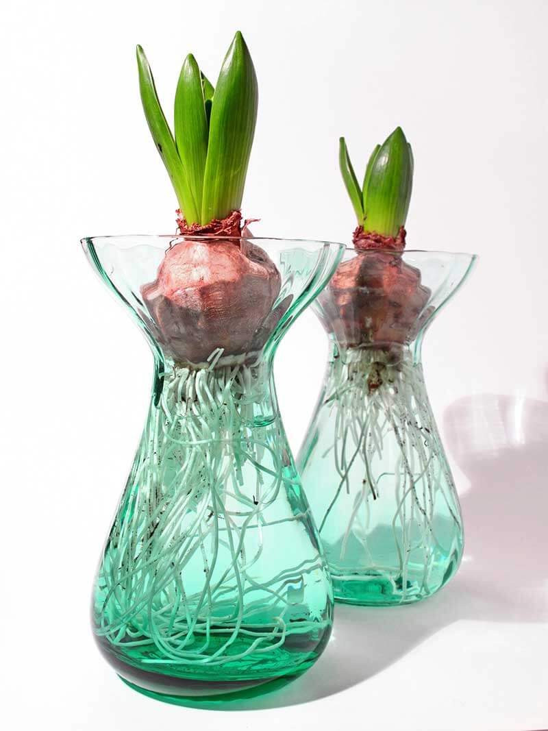 How to Force Garden Bulbs Indoors