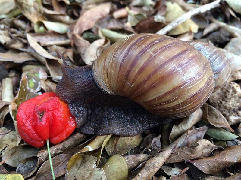 From Pet to Threat: The Giant African Snail