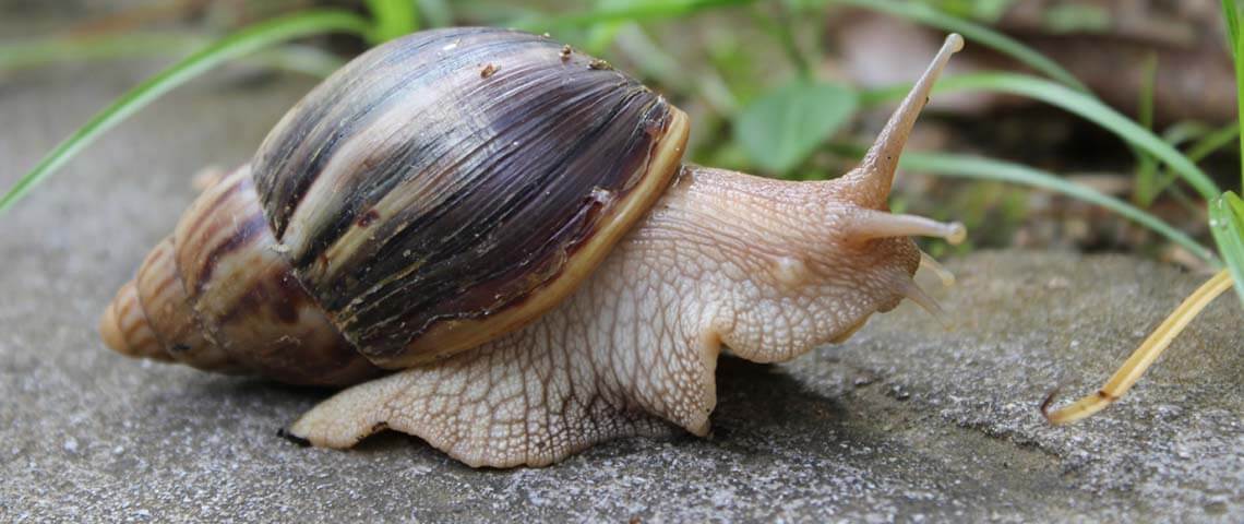African Snail on the Ground