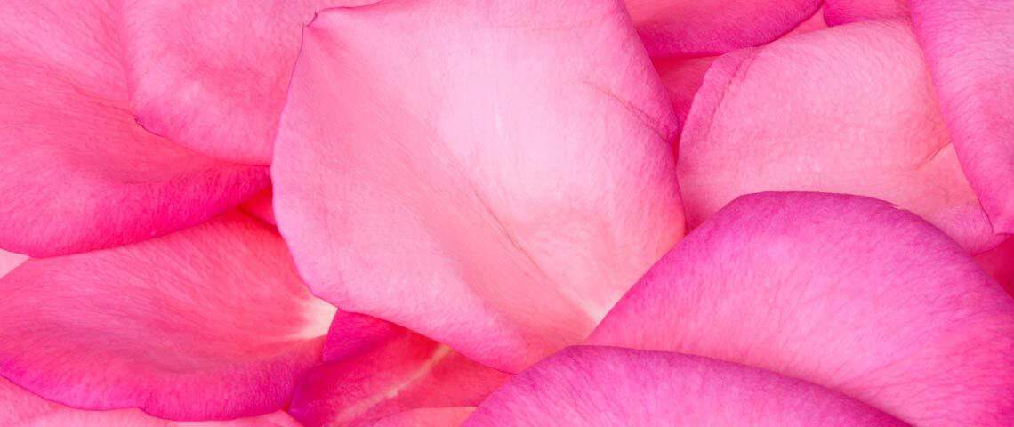 Pink Petals