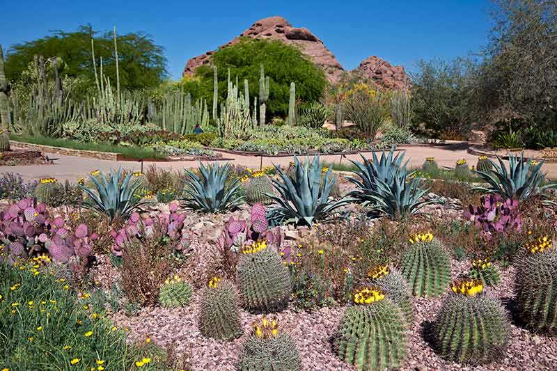 Tips for Growing a Native Wildflower Landscape