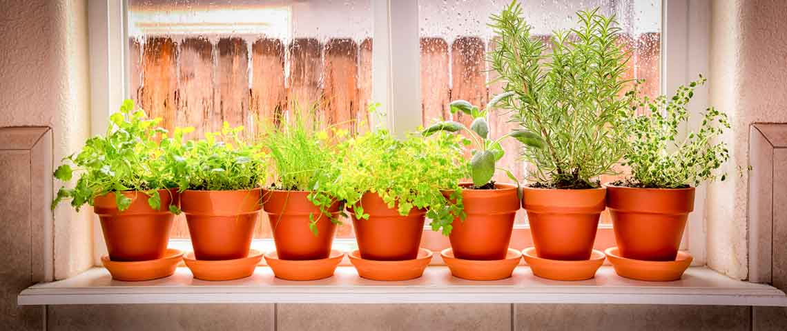 Potted herbs on a window sill