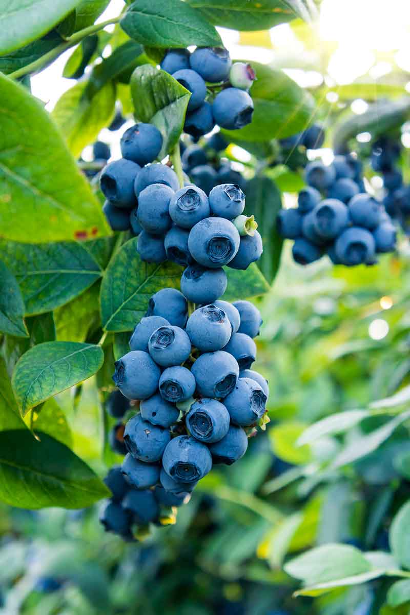 How to Grow, Feed and Harvest Blueberries