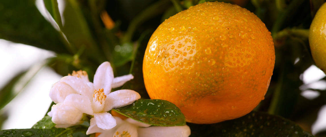 Growing Container Citrus Header
