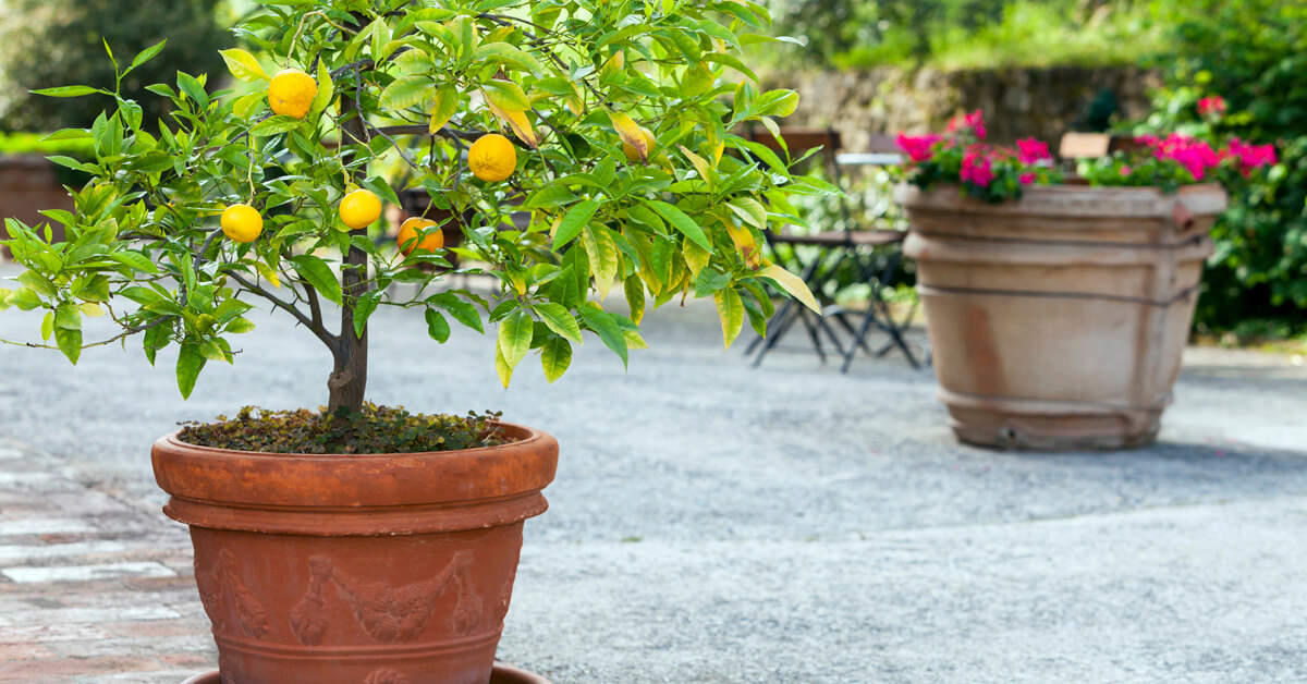 How To Grow Citrus Tree & Take Care Of It In Your Garden?