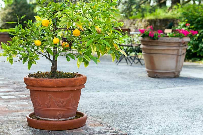 Essential Tips for Planting and Transplanting Clementine Trees