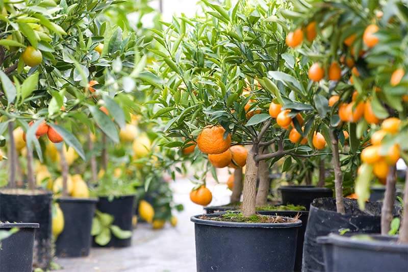 How to Grow Citrus Trees in Containers