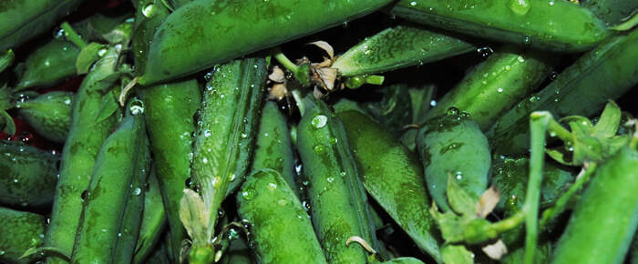 How to Grow Peas