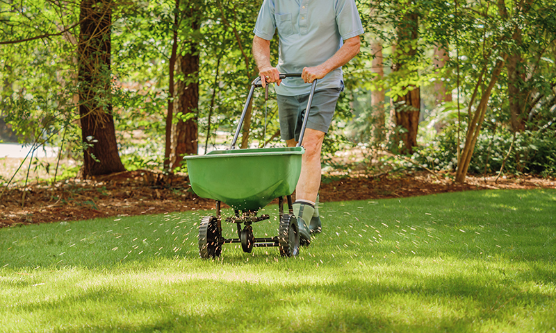 late summer to late fall lawns