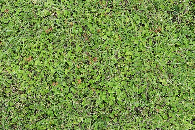 What Herbicide Kills Broadleaf Weeds 
