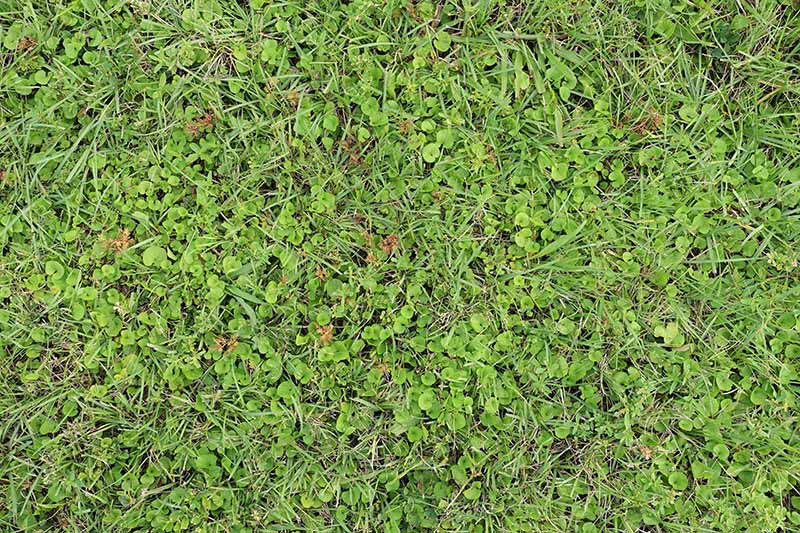 How to Get Rid of Leafy Weeds