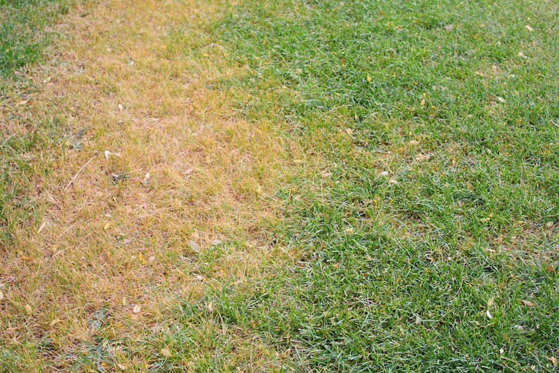 How to Avoid Garden and Lawn Fertilizer Burn