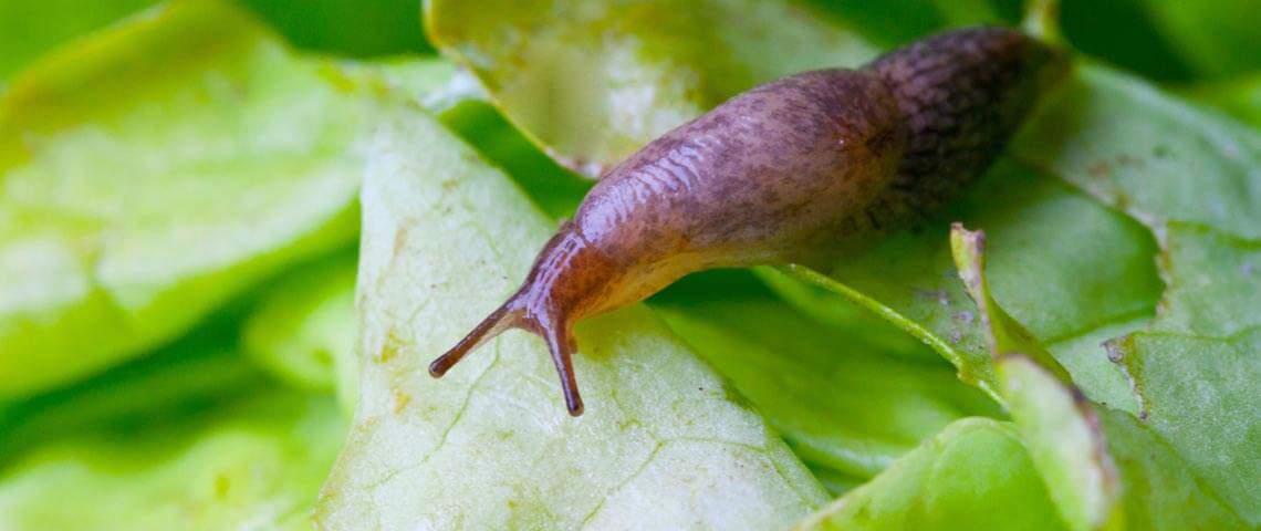 Slug on Leaf