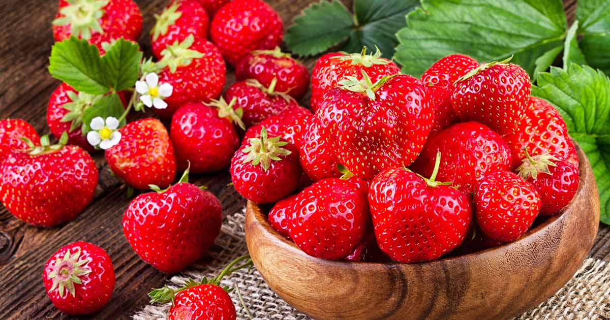 Freshly picked strawberries