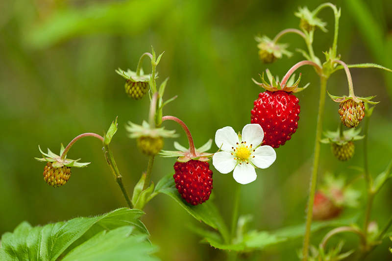 Do Strawberries Need Straw?