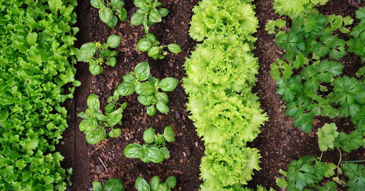 10 Reasons To Grow A Vegetable Garden - Grow A Good Life now available in Sydney - limited period only thumbnail