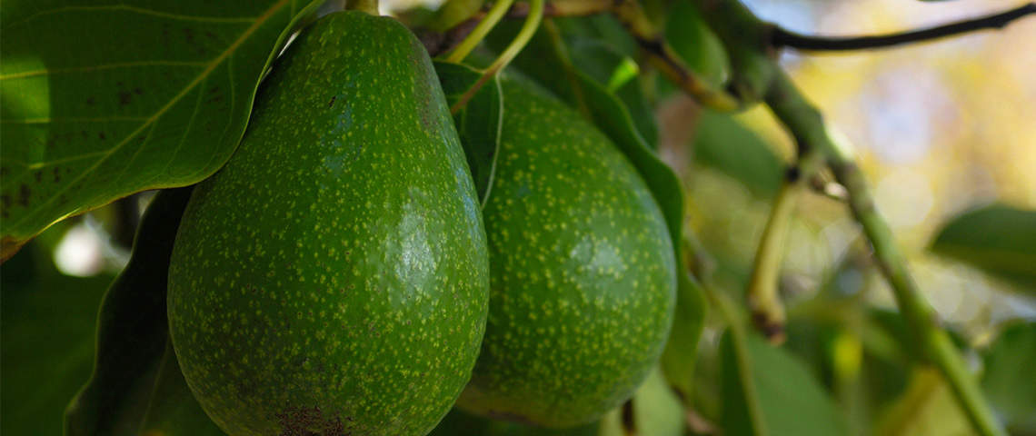 Avocados growing on tree