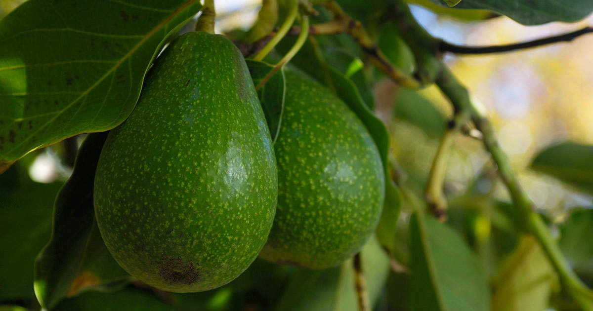Avocados growing on trees