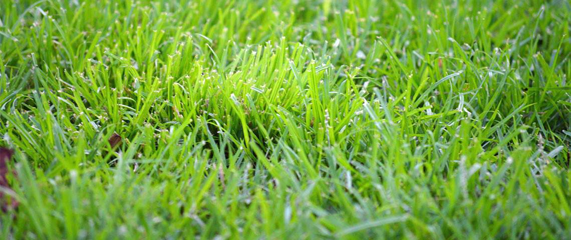 Close up of crabgrass growing in lawn