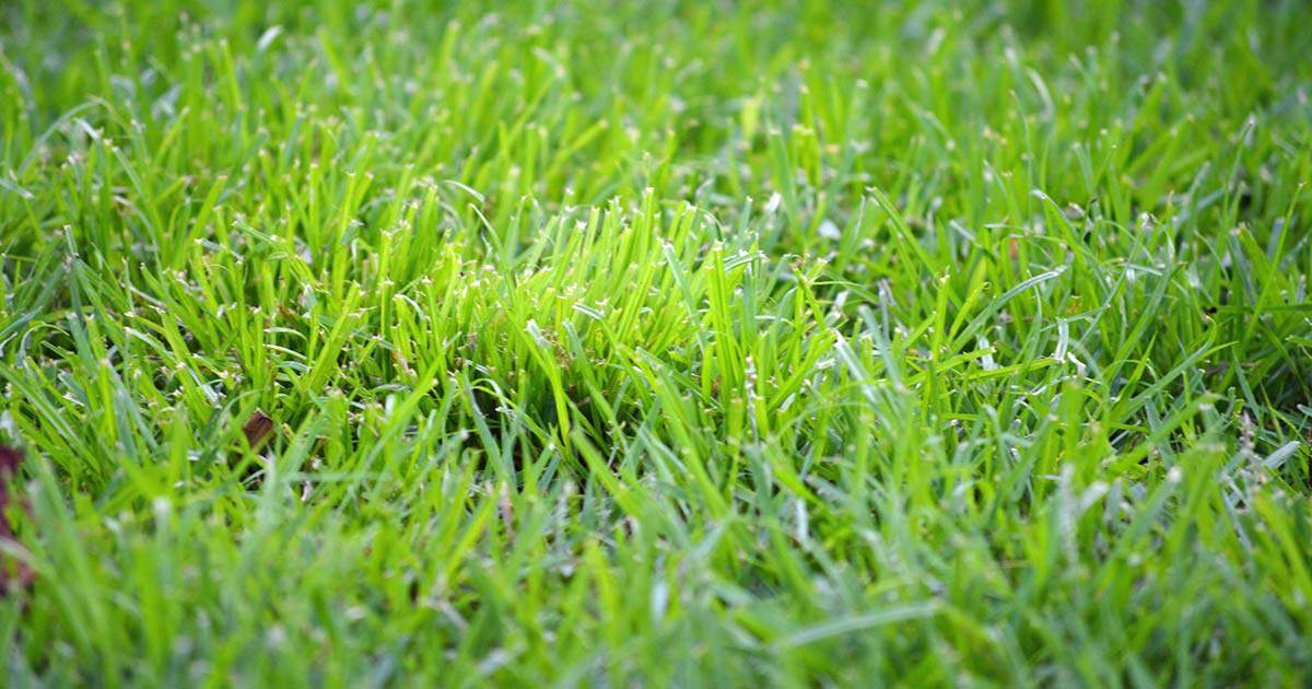 Close up image of crabgrass growing in lawn