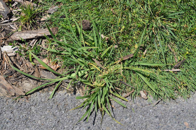 How to Identify and Treat Crabgrass