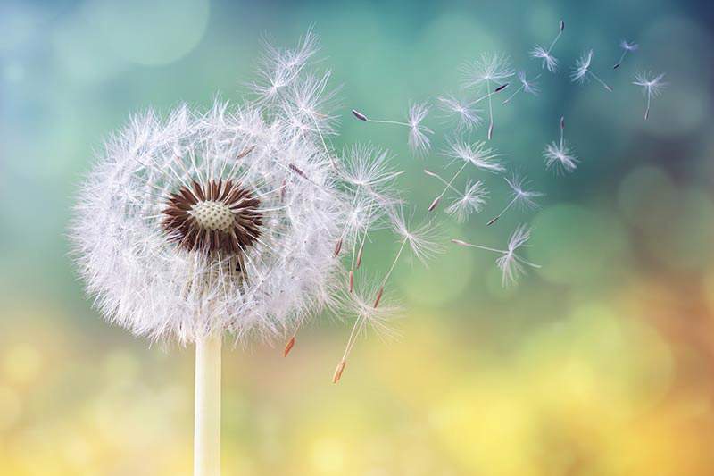 How to Kill Dandelions in Your Lawn