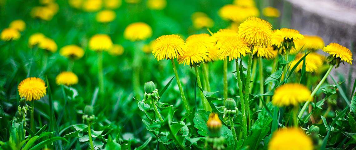 How to Kill Dandelions in Your Lawn