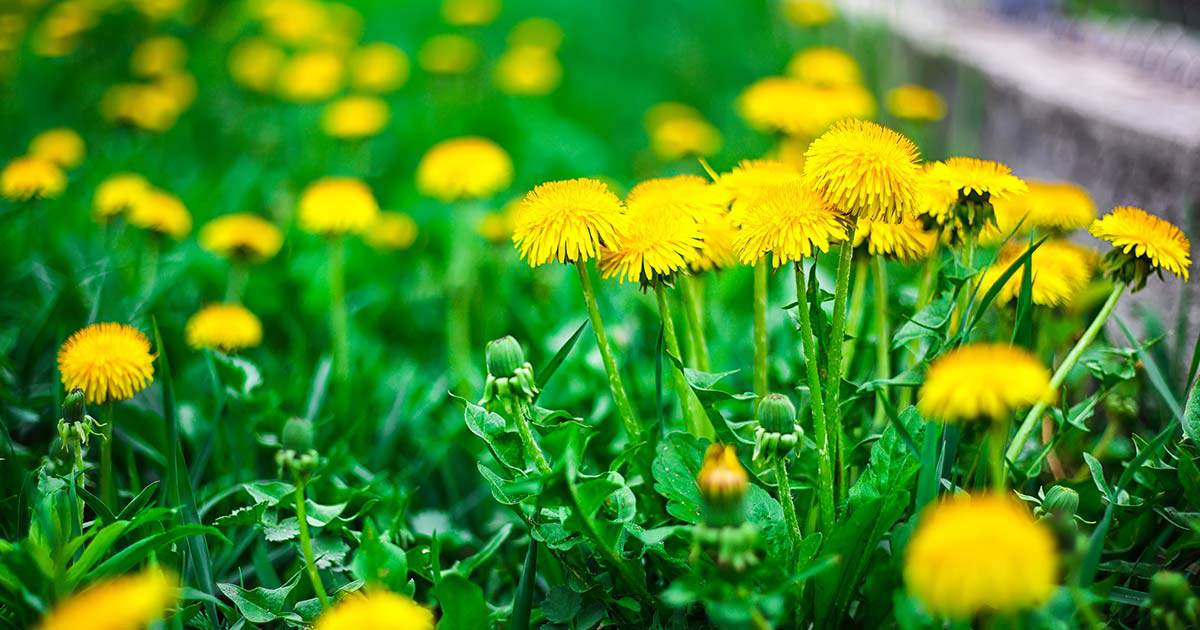 How to Kill Dandelions in Your Lawn