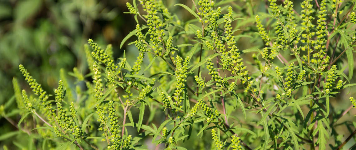 How to Kill Ragweed in Your Lawn
