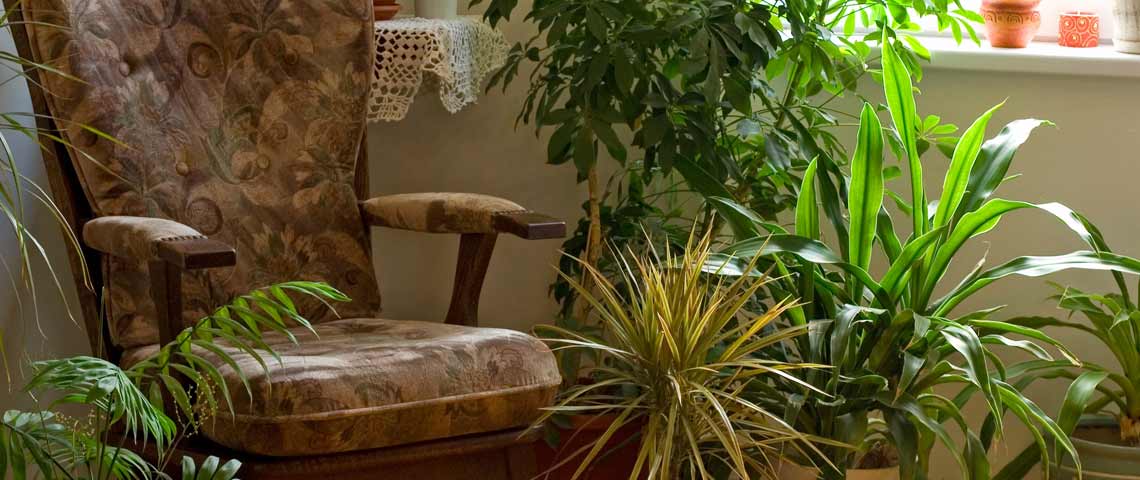 Plants and Brown Chair