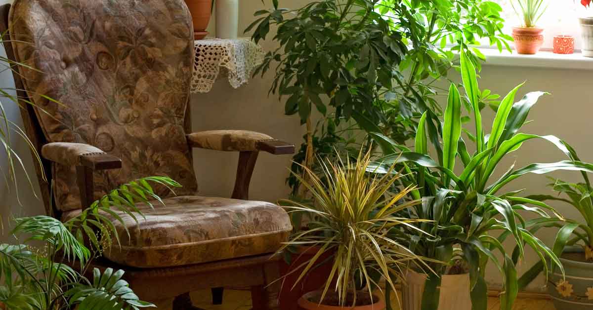 How to Save Brown Tipped Plants