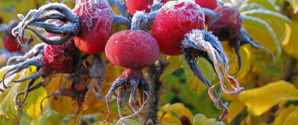How to Winterize Your Garden