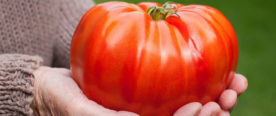 Farmer holding a big tomato.
