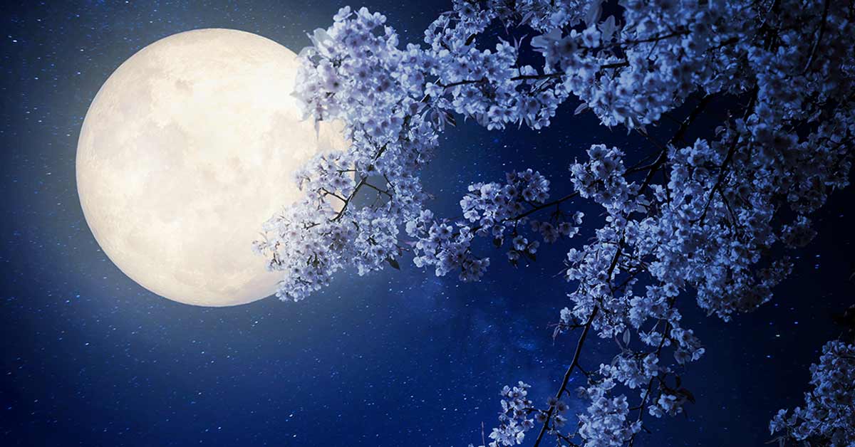 How to Create a Garden for Nighttime Viewing