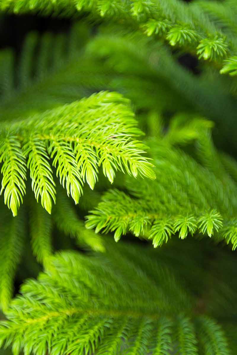 All the Dirt on Gardening: Norfolk Island Pine Tree, Lifestyles