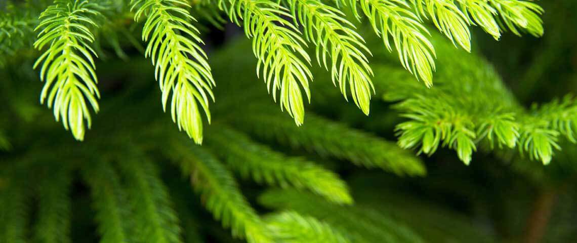 Nurturing Norfolk Pines