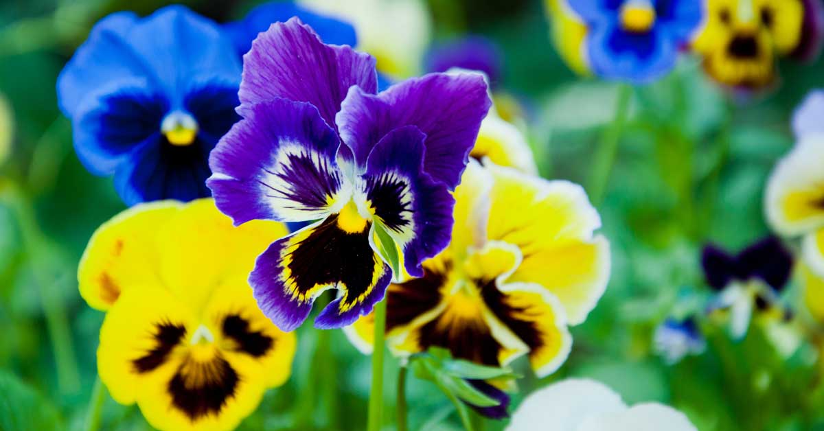 Picture-Perfect Pansies OG
