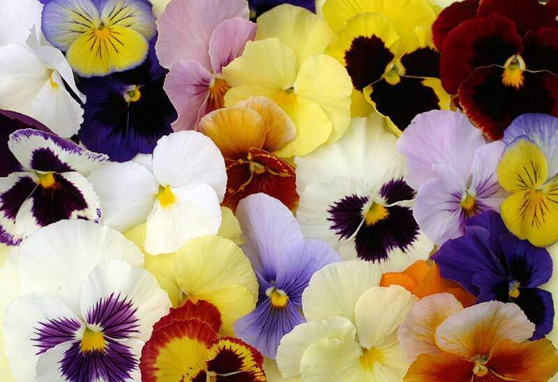 How to Plant and Care for Pansies