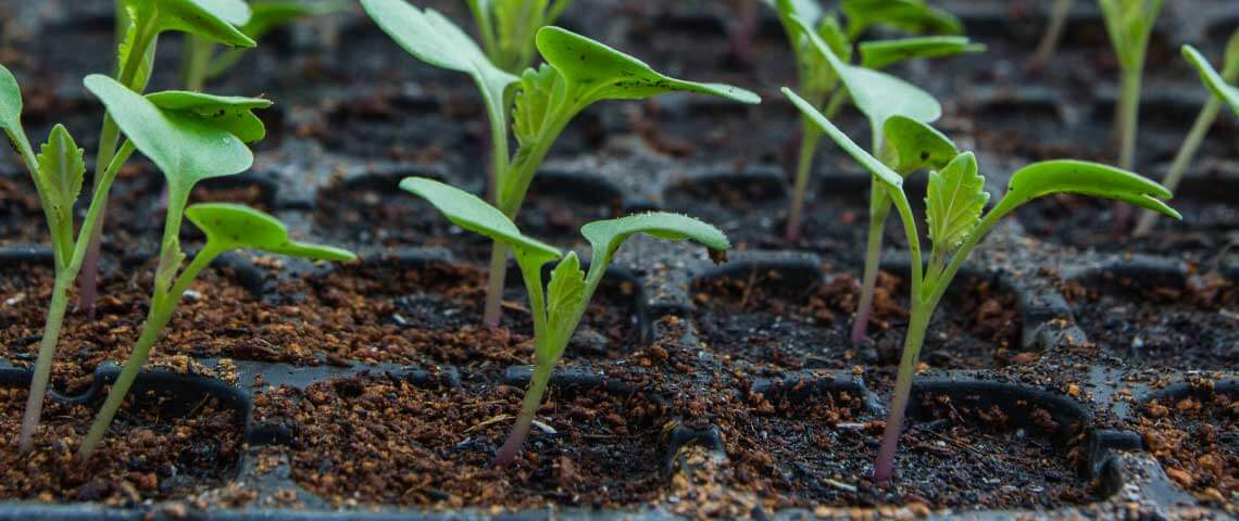 Seedlings