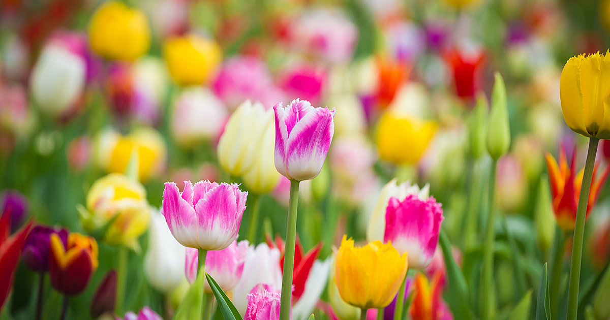 Fall Bulbs