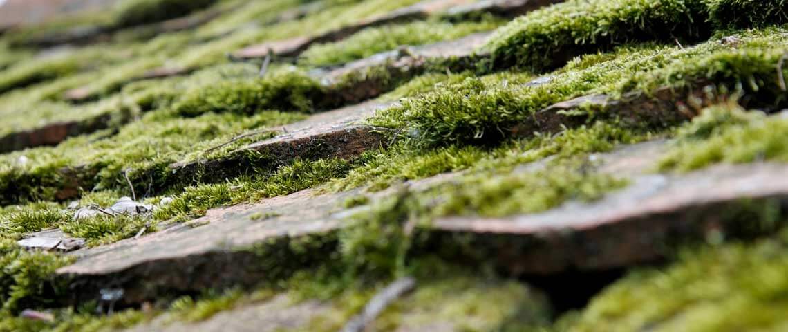 Structural moss can damage roofs and lead to extensive repairs.