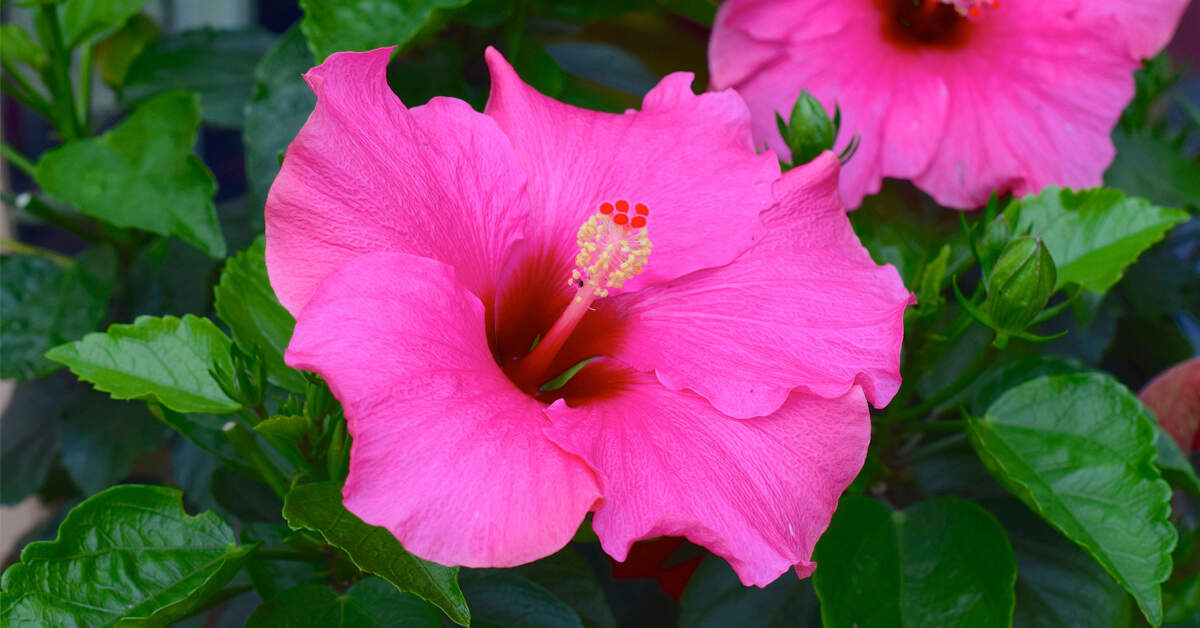 Dried Hibiscus Flower - Light